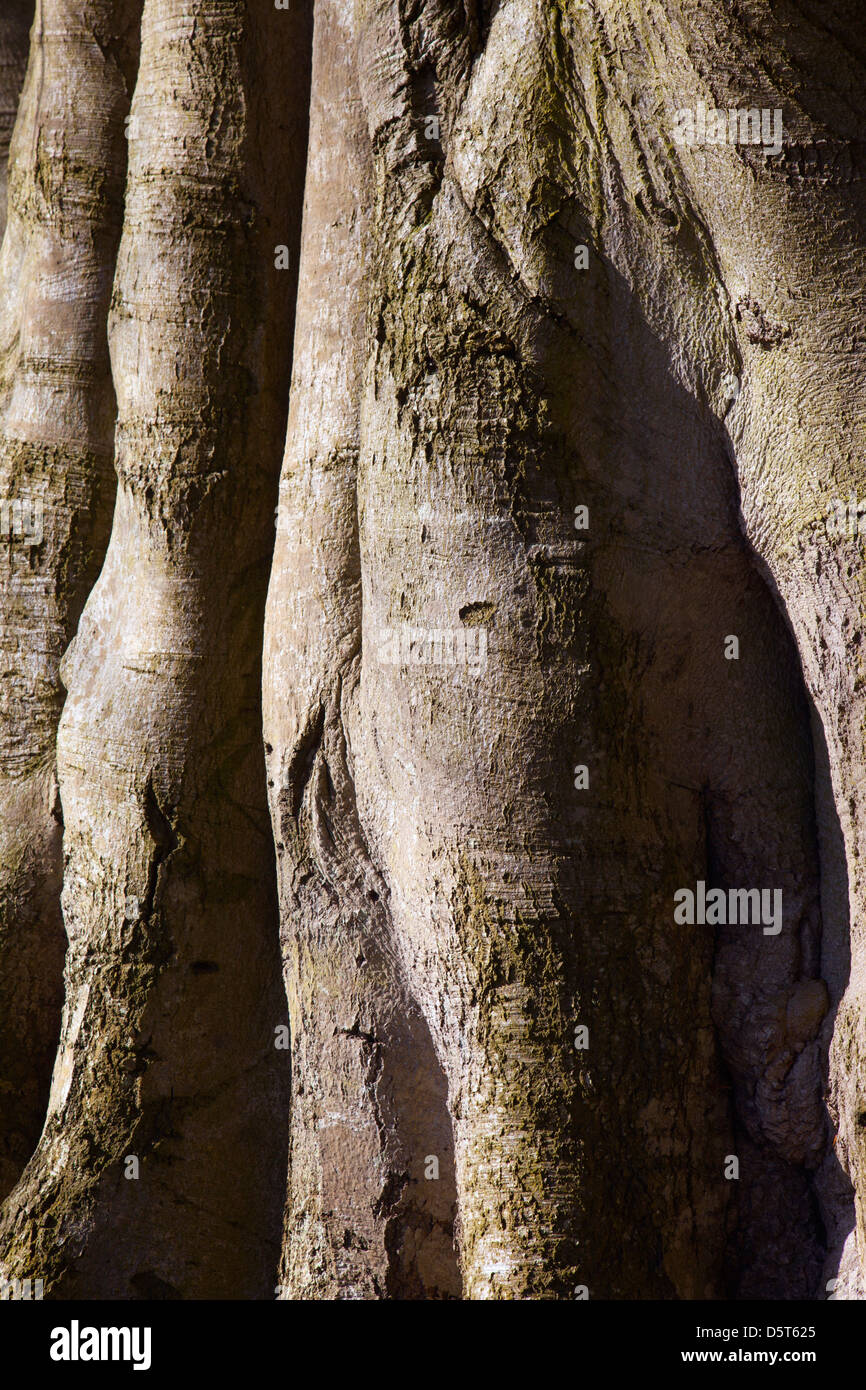 Hêtre Fagus sylvatica trunk en hiver Banque D'Images