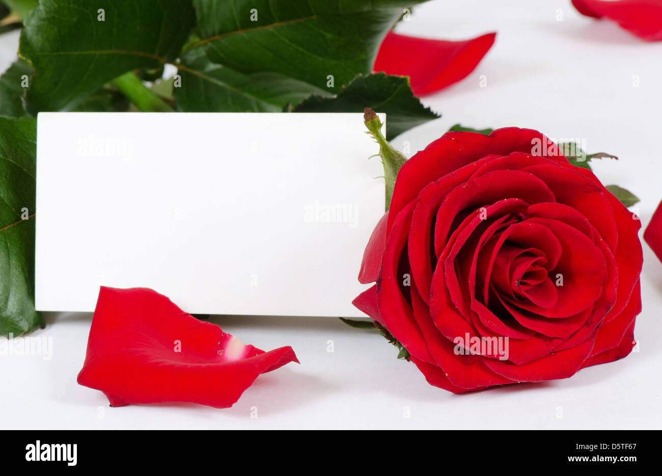 Les roses rouge isolé sur fond blanc Banque D'Images