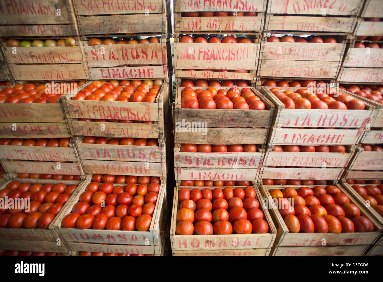 Caisses de tomates à Lo Valledor central wholesale marché de fruits et légumes à Santiago, Chili Banque D'Images