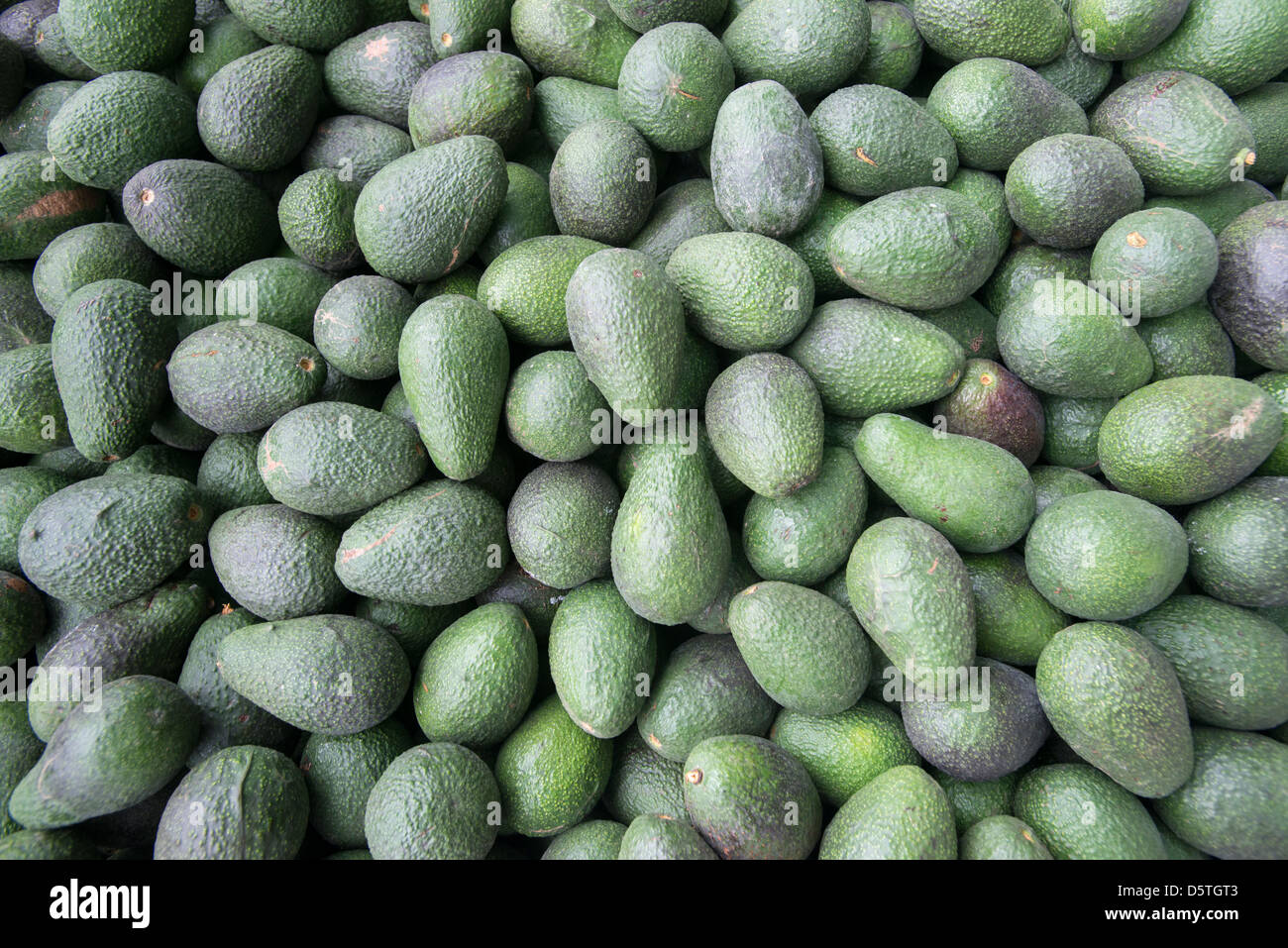 Les avocats à Lo Valledor central wholesale marché de fruits et légumes à Santiago, Chili Banque D'Images