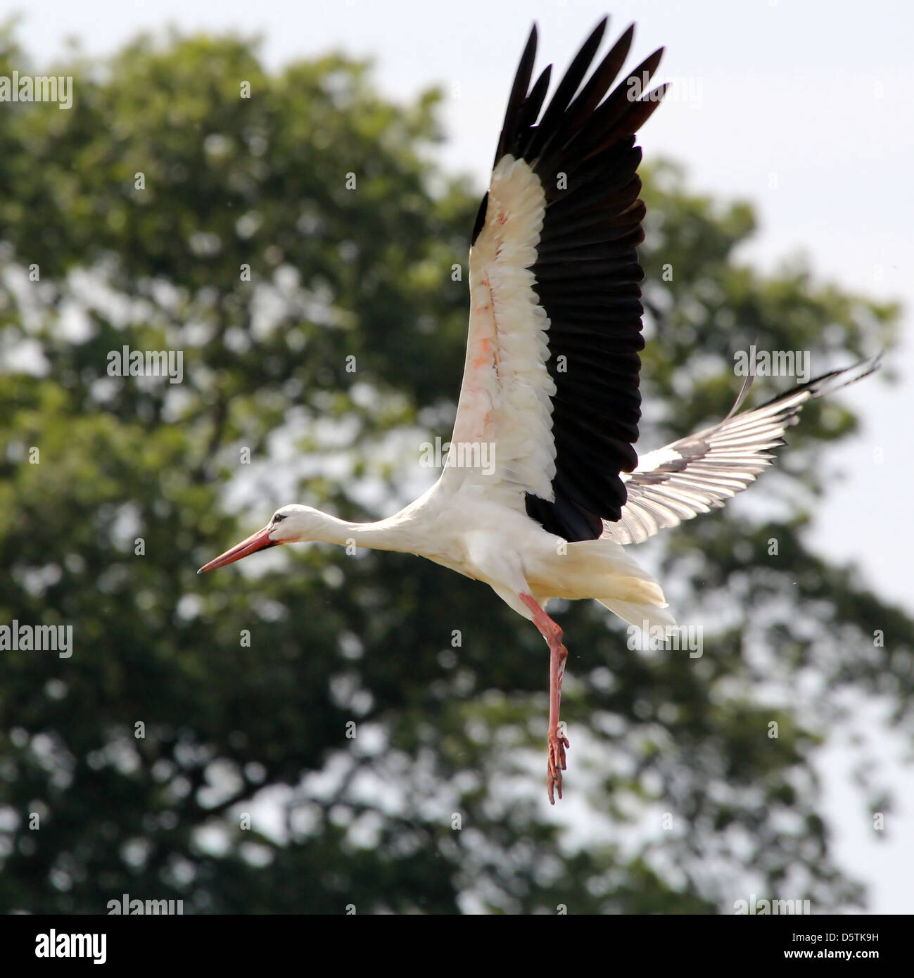 Cigogne Blanche (Ciconia ciconia) décollant dans les airs Banque D'Images