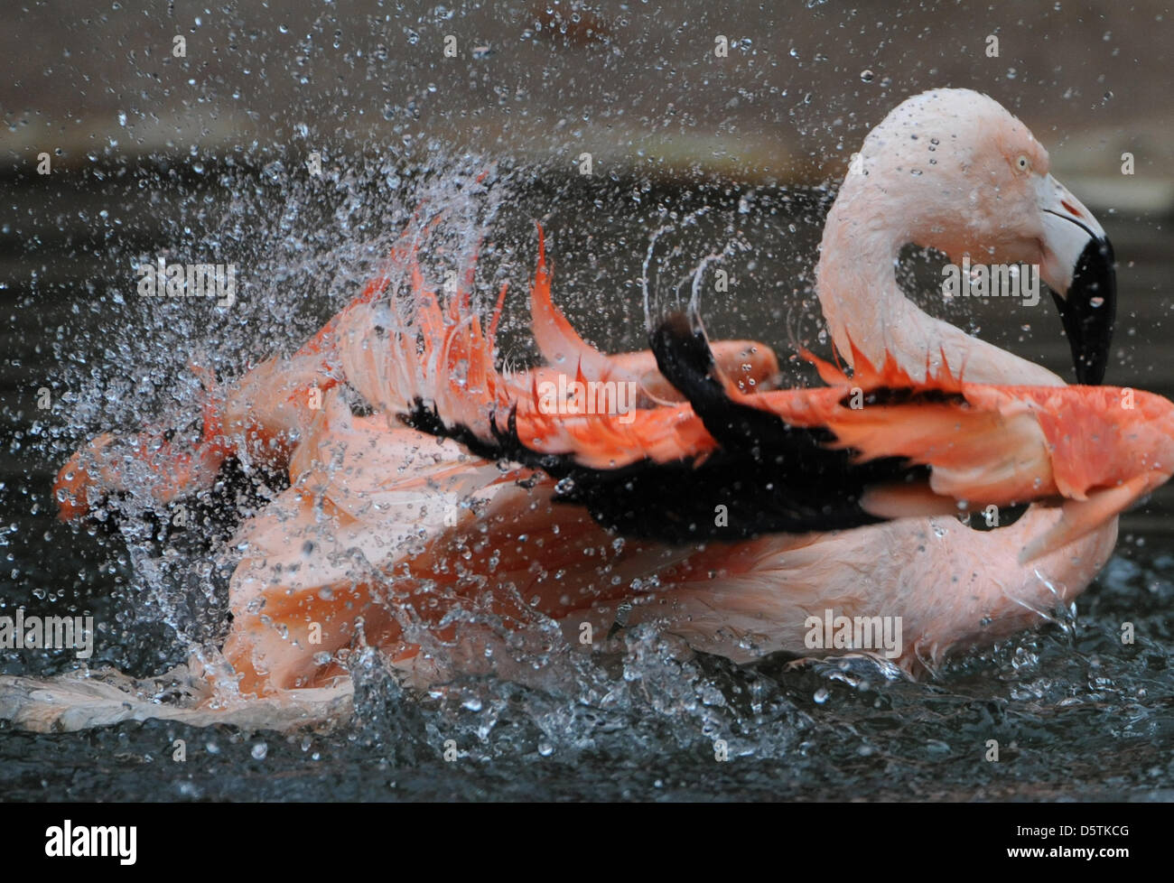 Un flamant du Chili bat des ailes au zoo de Francfort-sur-Main, Allemagne, 27 novembre 2012. Les oiseaux indigènes de l'Amérique du Sud peut vivre jusqu'à plus de 60 ans. Photo : Arne Dedert Banque D'Images