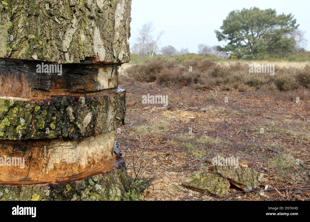 Bouleau à écorce anneau arbre coupé pour empêcher la succession écologique et pour maintenir l'écosystème en landes Walberswick Suffolk Banque D'Images