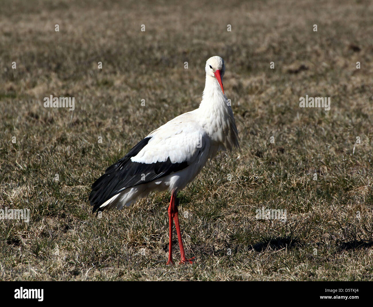 Cigogne Blanche (Ciconia ciconia) de nourriture dans l'herbe de printemps vert prairie Banque D'Images