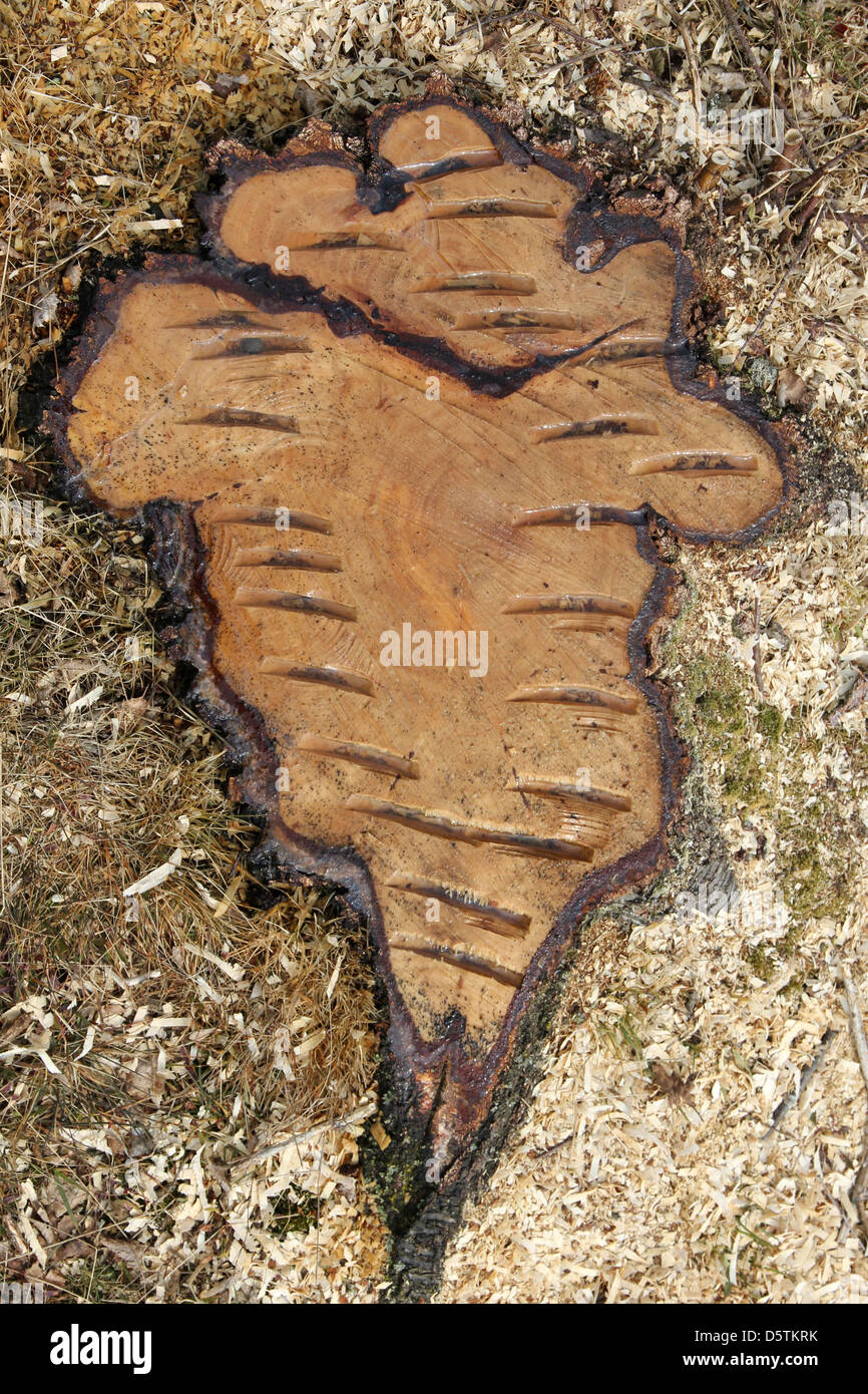 Moignon frais de bouleau arbre abattu pour empêcher la succession écologique et pour maintenir l'écosystème en landes Walberswick Suffolk Banque D'Images