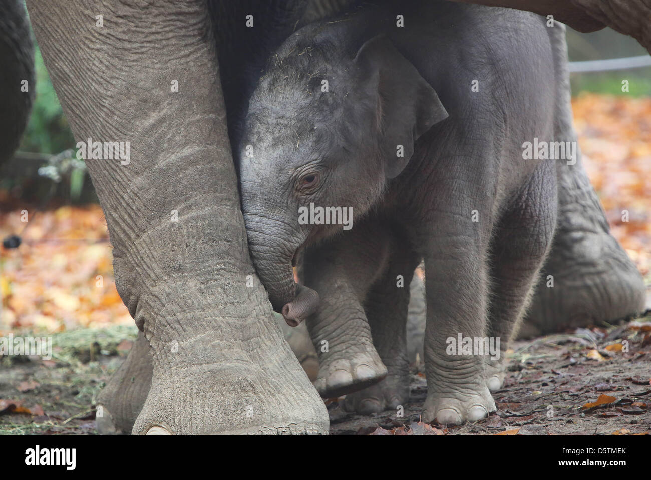 AMERSFOORT - Le nouveau-né dans l'éléphant du Zoo d'Amersfoort aux Pays-Bas  montre à être un vrai clown et un vilain garçon. Le mec n'est que l'âge de  trois semaines, mais se comporte