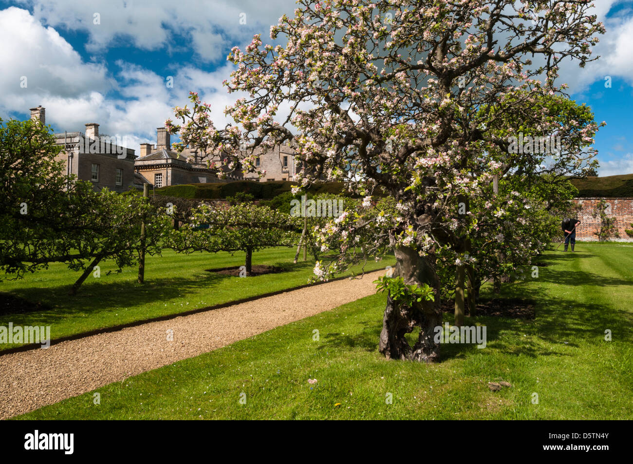 L'espalier de floraison des pommiers dans le verger de Rousham House, avec un jardinier sarclage en arrière-plan, Oxfordshire, Angleterre Banque D'Images