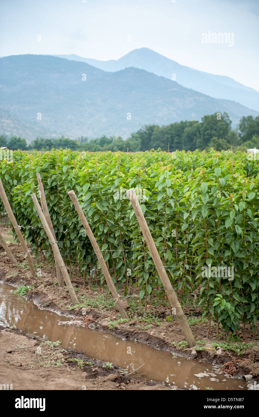 Rangée d'arbres avec l'irrigation sur une exploitation fruitière au Chili, en Amérique du Sud Banque D'Images