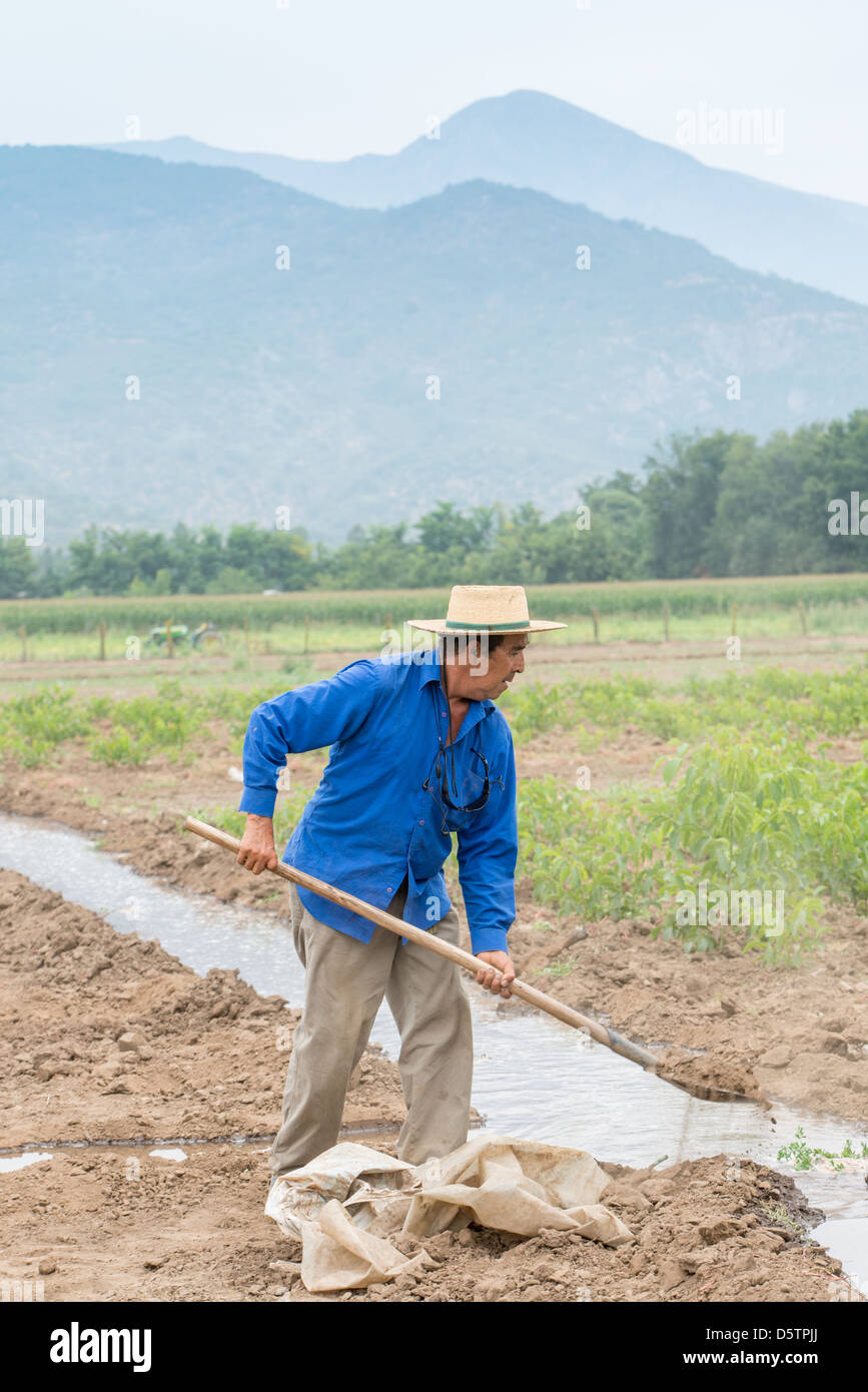 Exploitant agricole travaillant dans l'irrigation des cultures tranchée près sur une ferme fruitière au Chili, en Amérique du Sud Banque D'Images