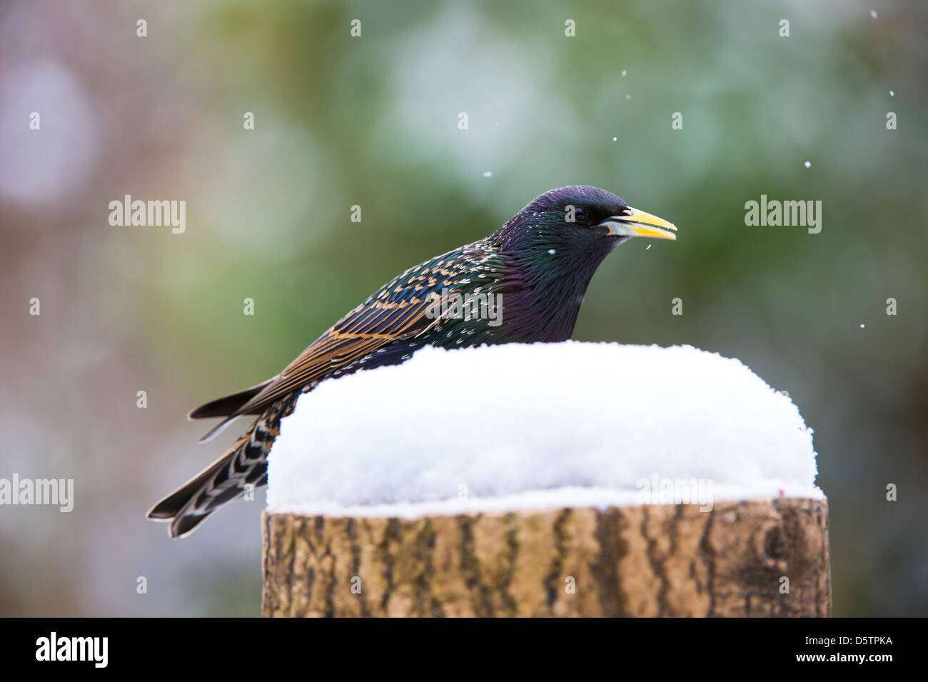 Sturnus vulgaris. Starling sur une souche d'arbre dans la neige. UK Banque D'Images