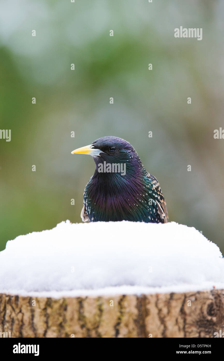 Sturnus vulgaris. Starling sur une souche d'arbre dans la neige. UK Banque D'Images