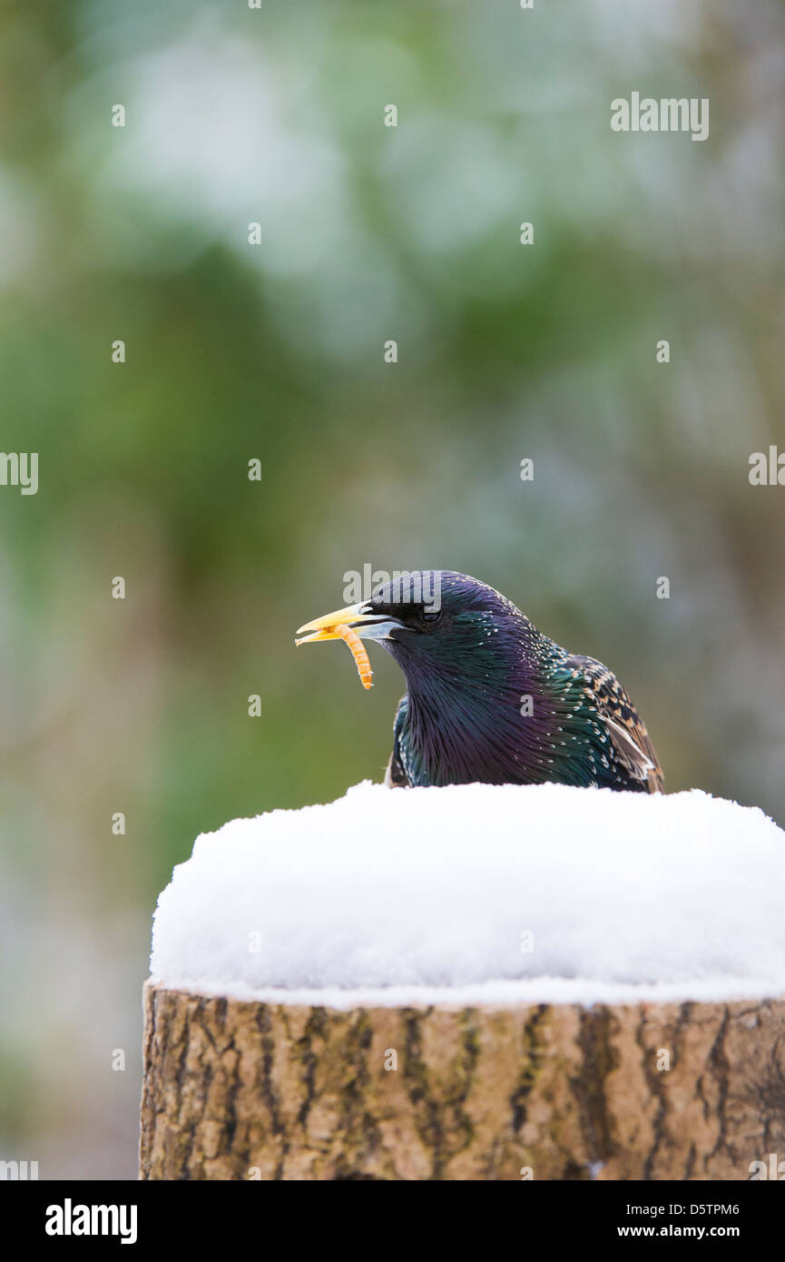 Sturnus vulgaris. Starling se nourrit de vers de farine sur une souche d'arbre dans la neige Banque D'Images