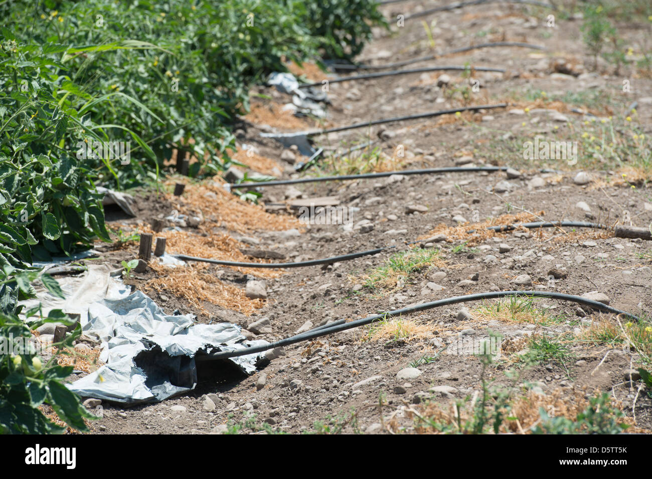 Dans la rangée de plantes en plastique pour l'irrigation sur une exploitation fruitière au Chili, en Amérique du Sud Banque D'Images