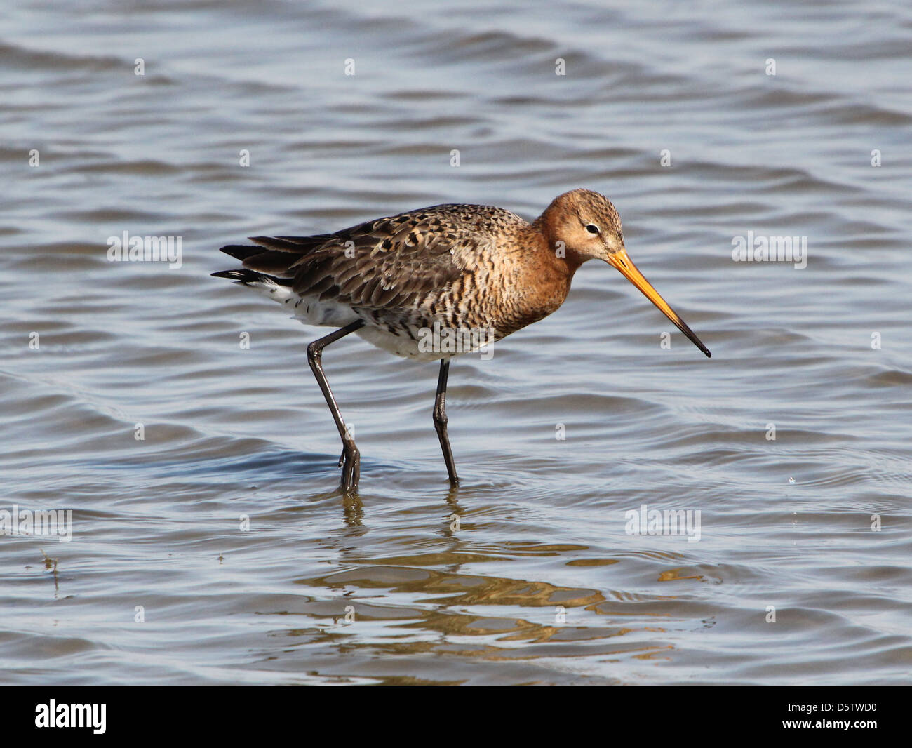 Barge à queue noire (Limosa limosa) de nourriture dans l'eau près de la côte Banque D'Images