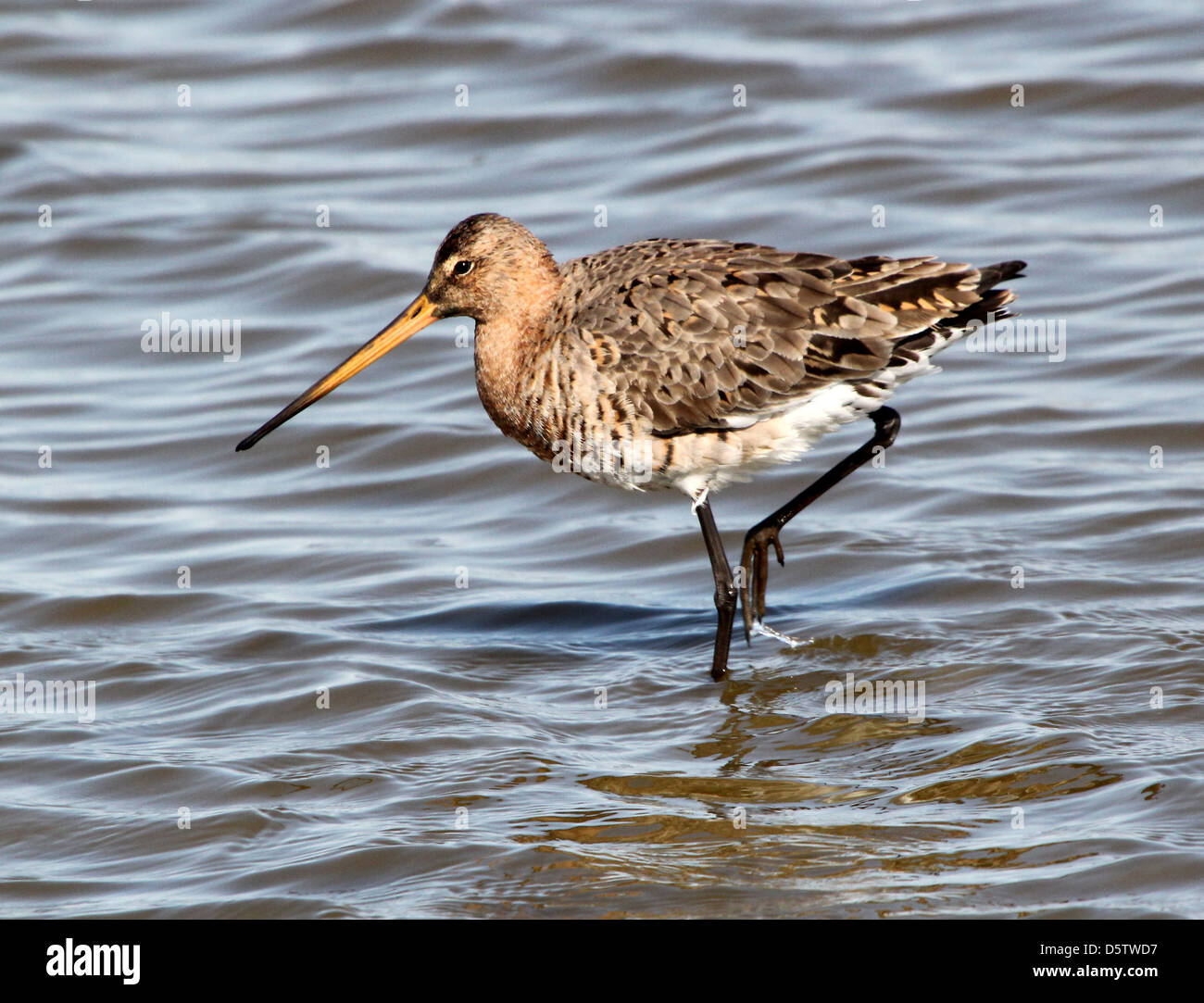 Barge à queue noire (Limosa limosa) se nourrissent dans les zones humides côtières au printemps dans le nord des Pays-Bas Banque D'Images