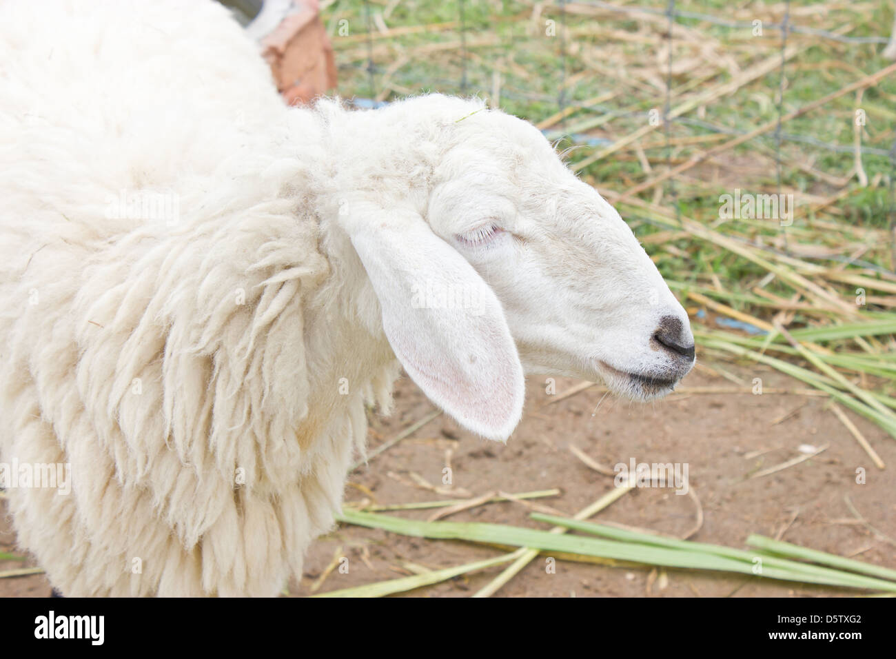 Close up de moutons. Banque D'Images