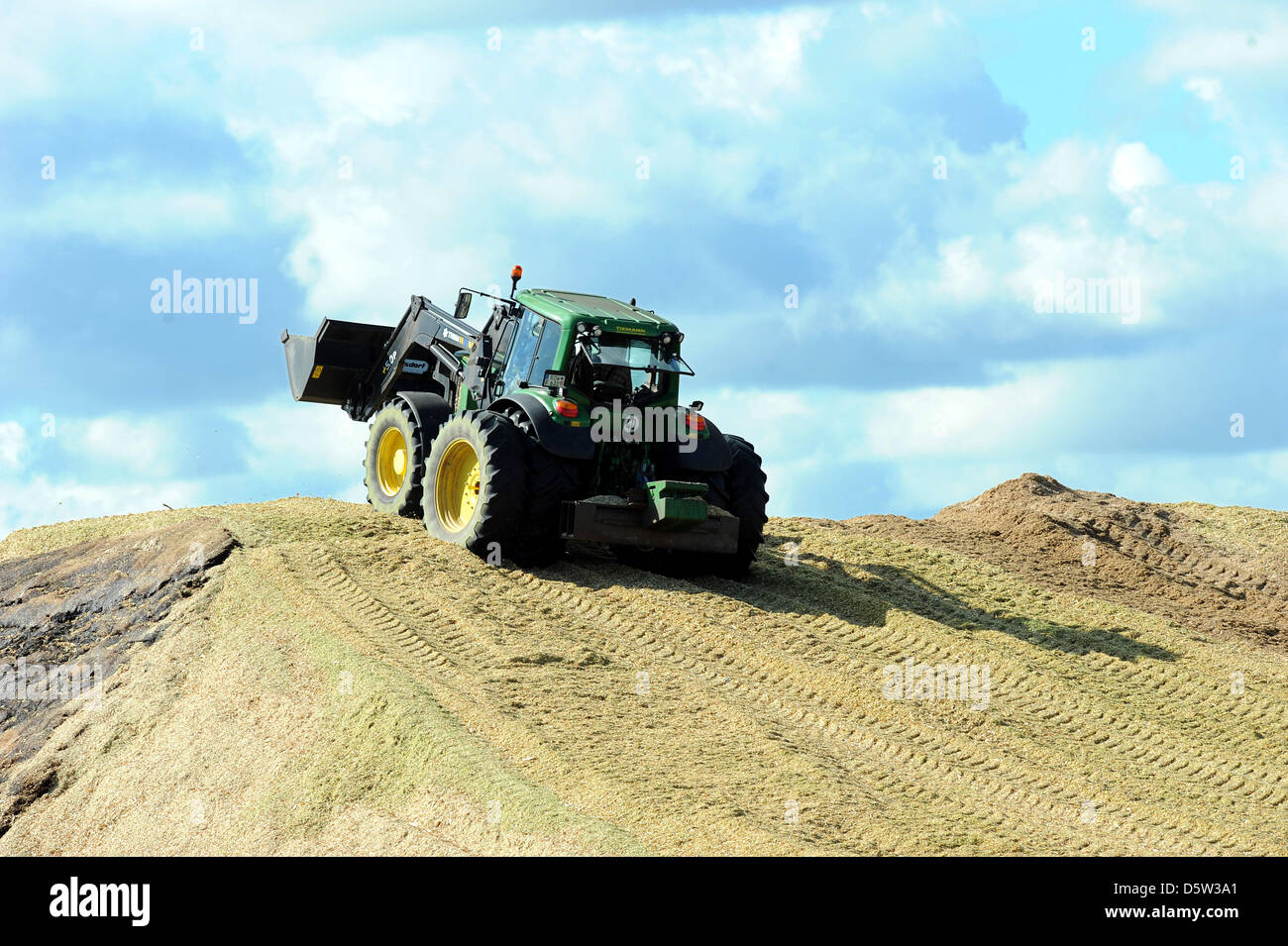 Un tracteur se déplace au-dessus d'une montagne de maïs pour la production d'électricité de le stabiliser à un biogaz centrale électrique près de Hellwege, Allemagne, le 19 septembre 2012. Photo : Ingo Wagner Banque D'Images