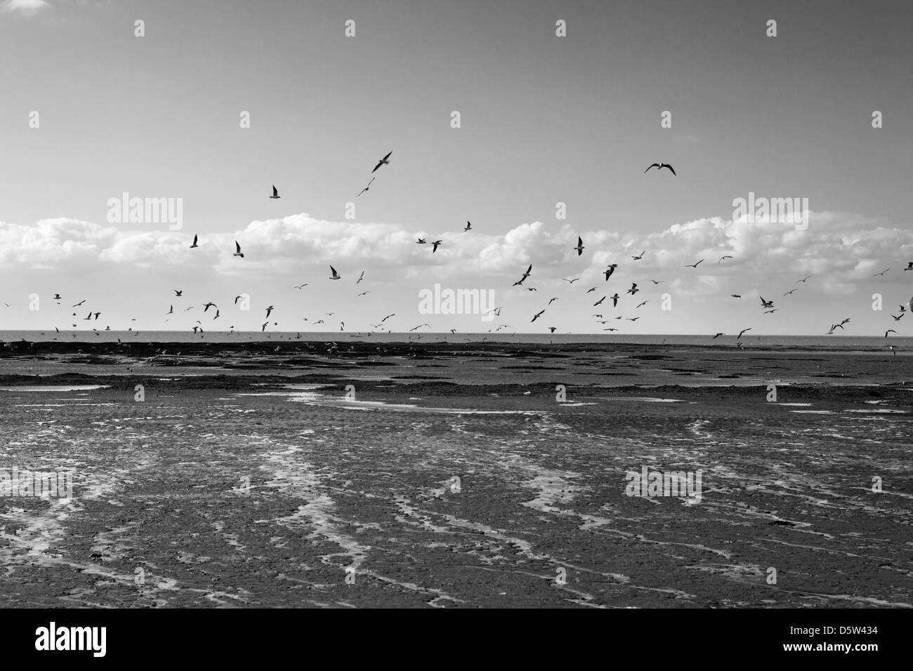 Volée d’oiseaux de mer Banque D'Images