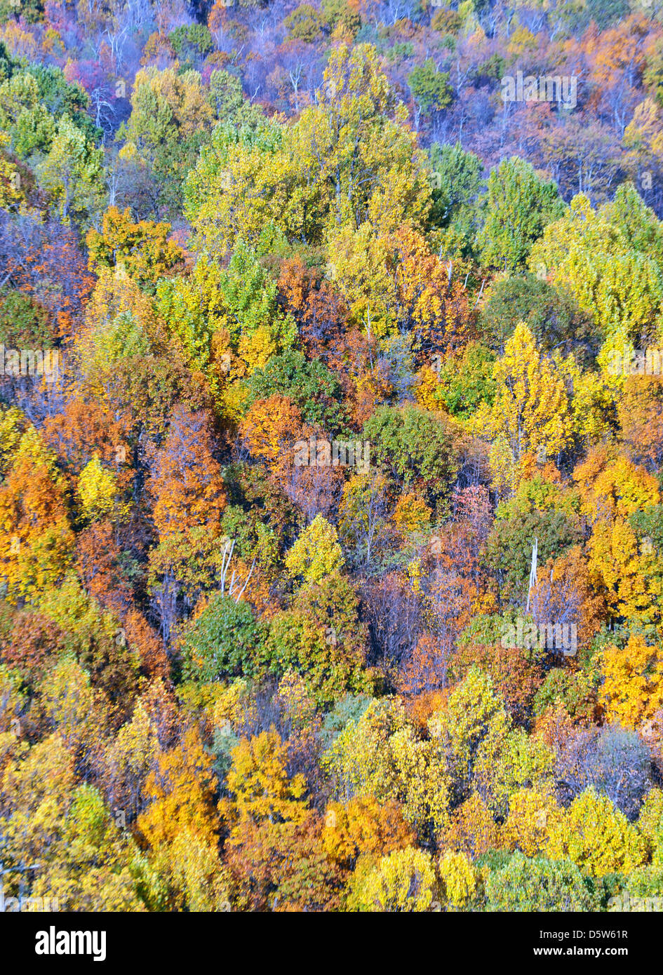 Les feuilles d'automne de beaucoup de couleurs dans Skyline Drive forêt, Shenandoah National Park, Blue Ridge Mountains Scenic Drive, couleurs d'automne Banque D'Images