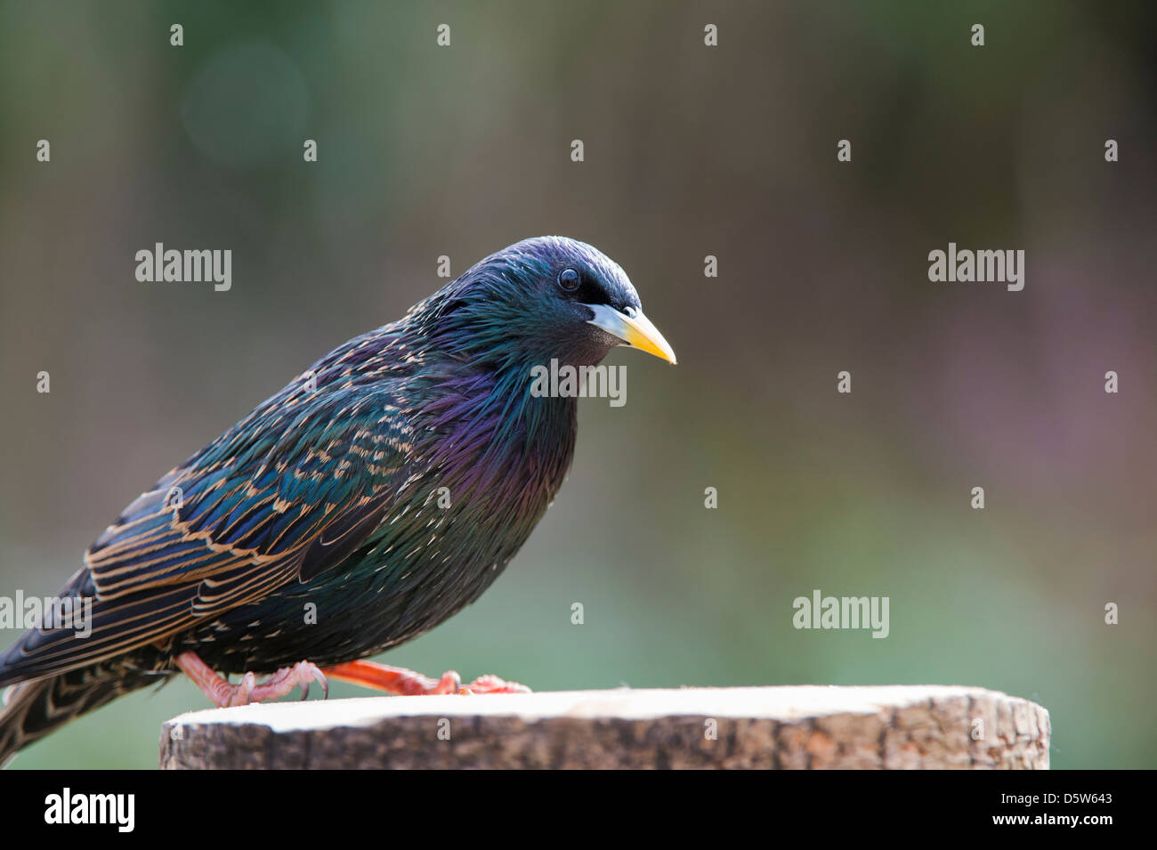 Sturnus vulgaris. Starling sur une souche d'arbre Banque D'Images