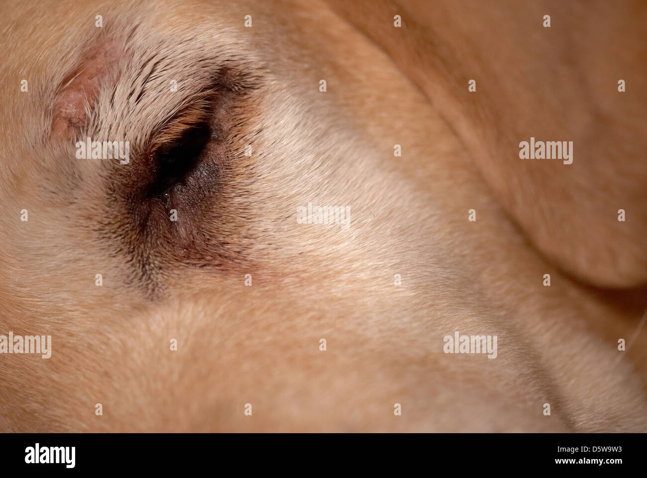 Photographie d'un Labrador aveugle ayant un sommeil. Banque D'Images