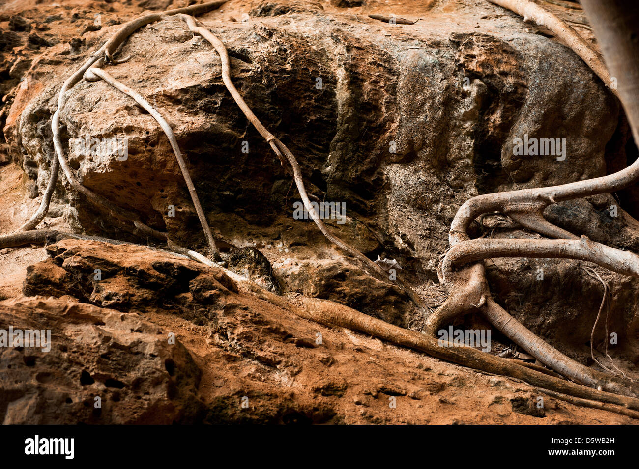 Racines de l'arbre qui grandit à l'intérieur de grotte de forêt tropicale Banque D'Images Racines de l'arbre qui grandit à l'intérieur de grotte de forêt tropicale Banque D'Images