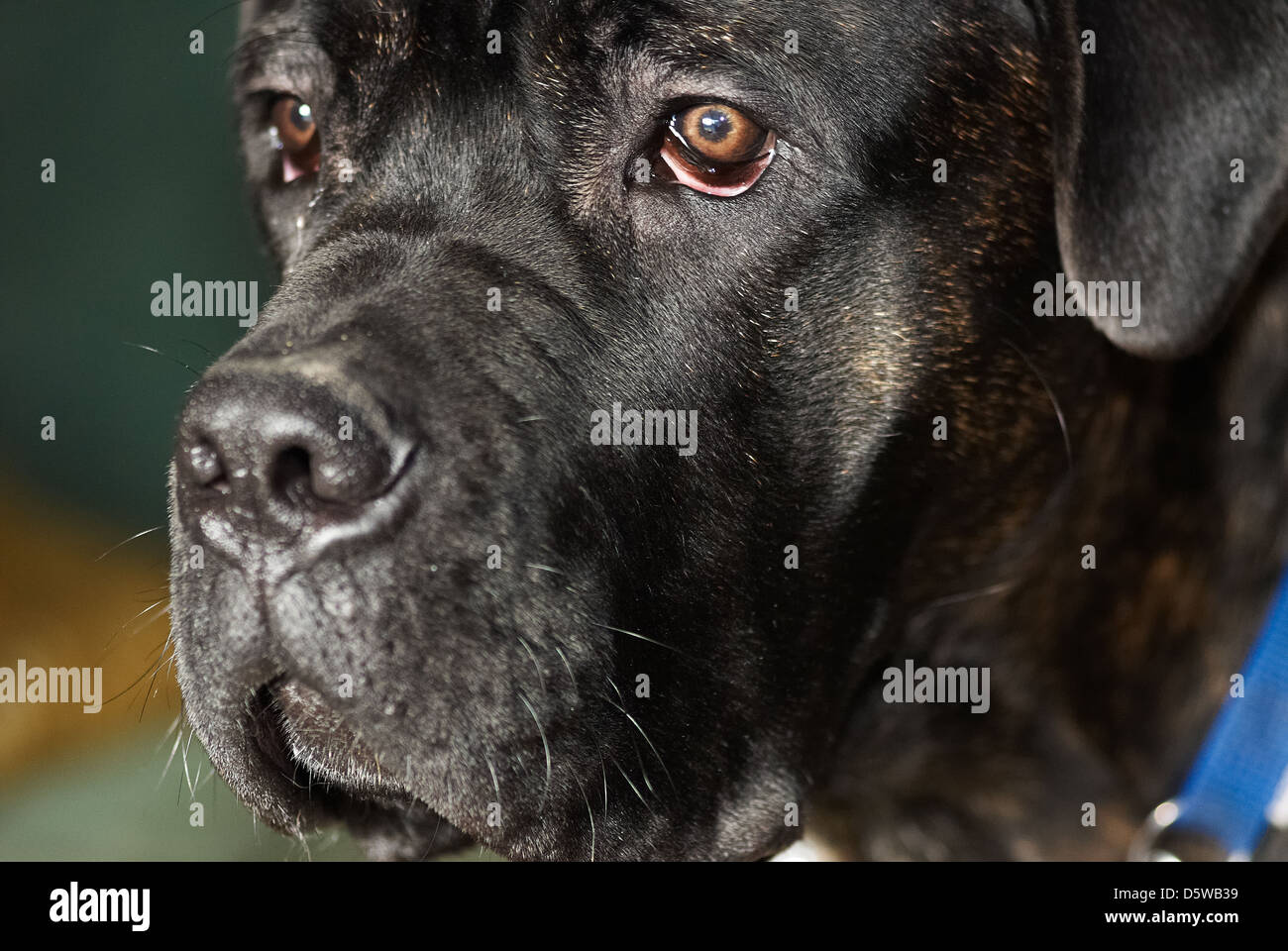 Une photographie d'un Mastiff italien noir Banque D'Images