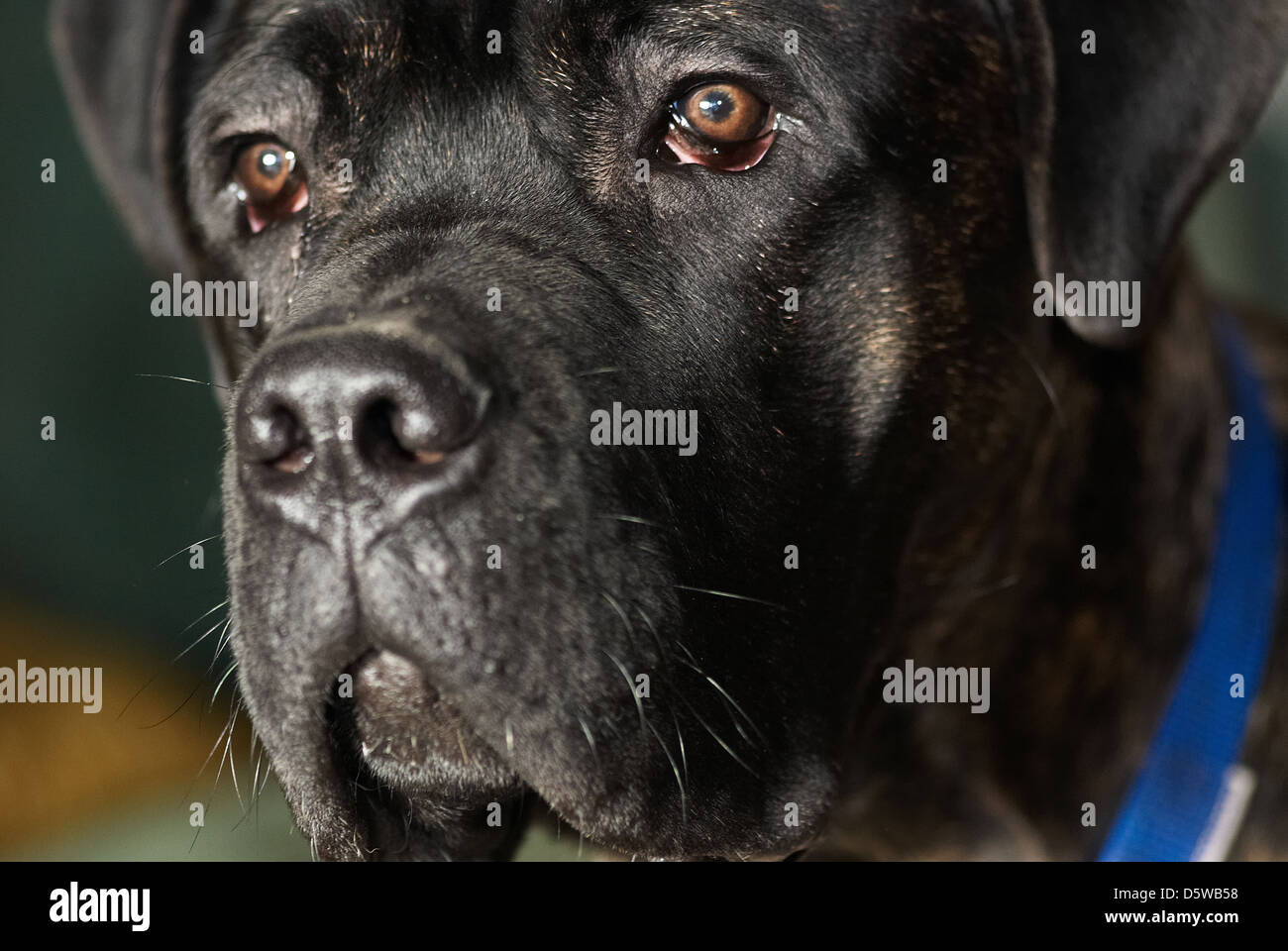 Une photographie d'un Mastiff italien noir Banque D'Images