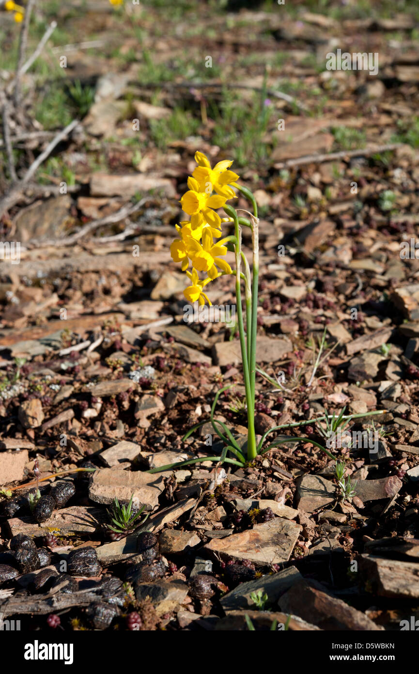 Narcisse blanchardii, grandissant dans les sierras de l'Andalousie, Sud de l'Espagne. Février. Banque D'Images