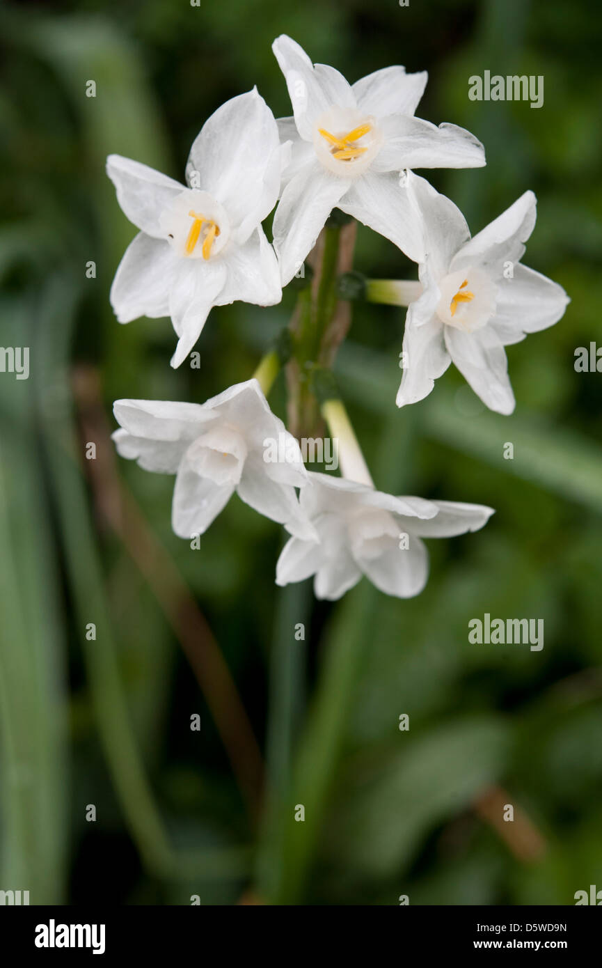 Narcissus papyraceus croissant dans les Sierras de l'Andalousie, Sud de l'Espagne. Février. Banque D'Images