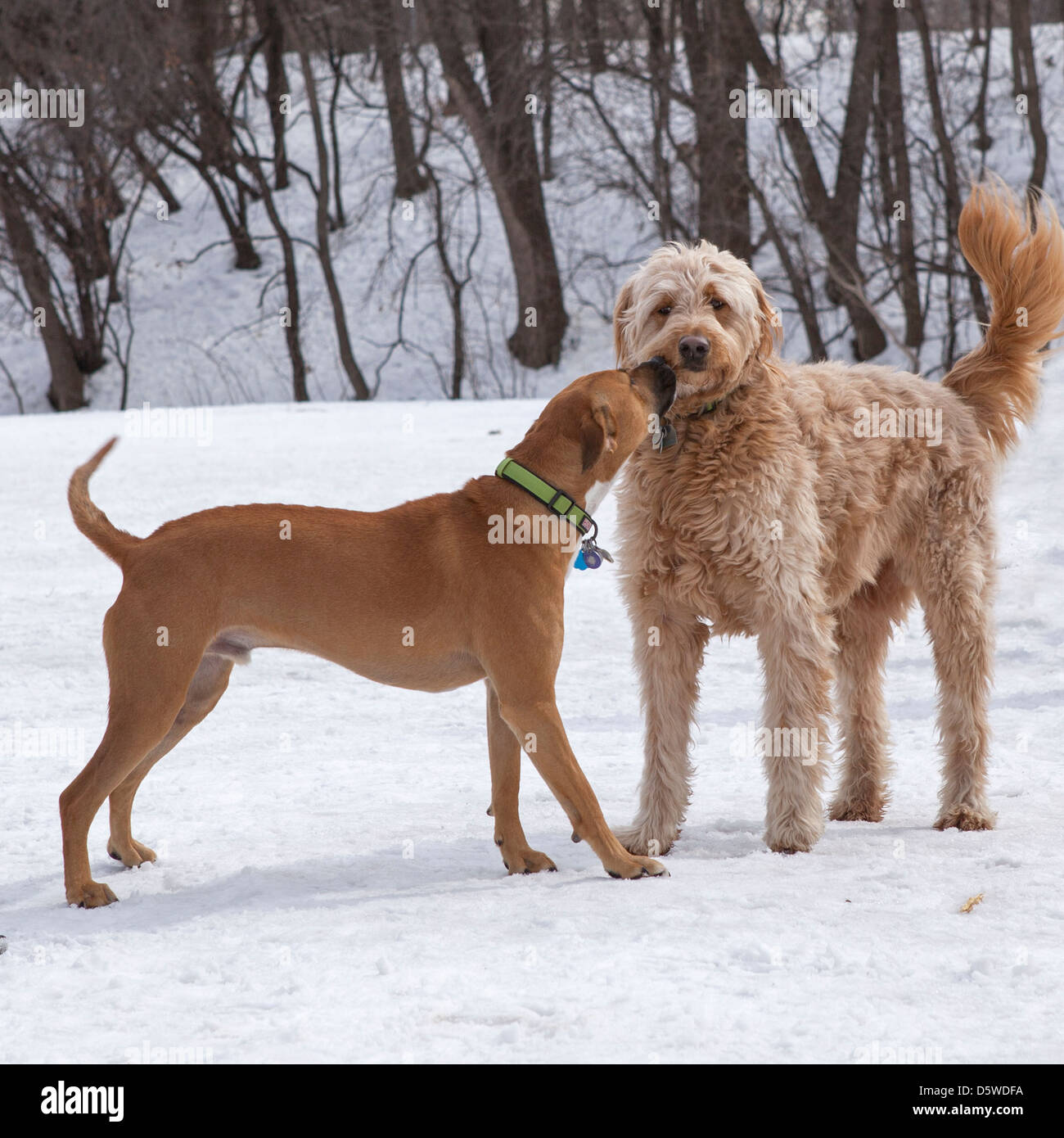 Deux chiens se connaître à un parc pour chiens. Banque D'Images