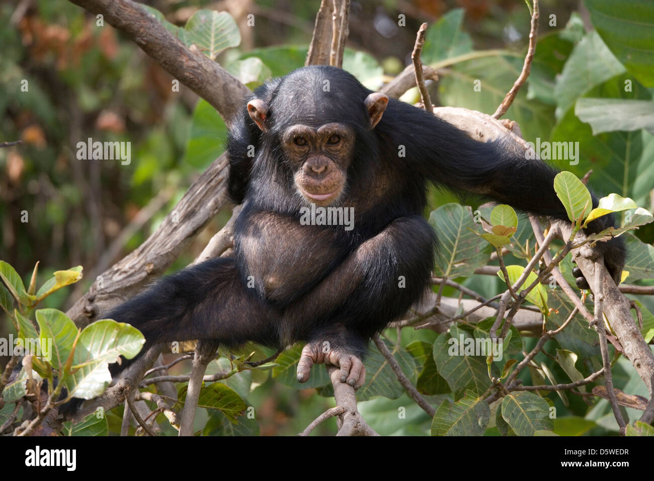 Gambie : Mayo Badi - Fiducie de remise en état des chimpanzés Banque D'Images