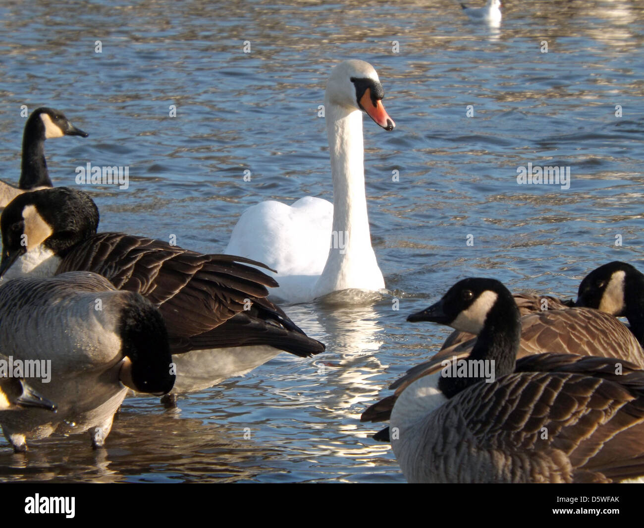 Parmi les oies Swan Banque D'Images