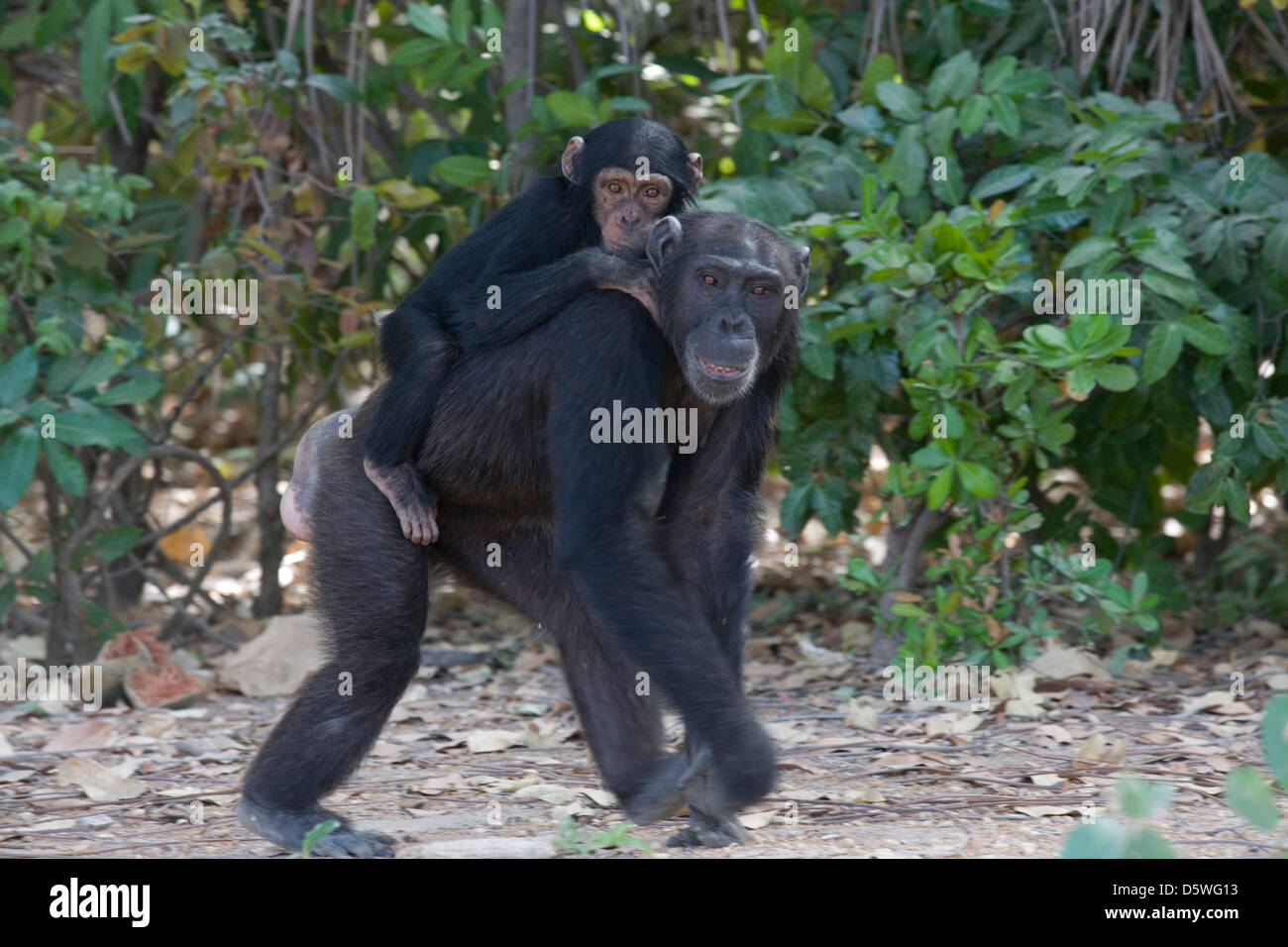 Gambie : Mayo Badi - porte bébé chimpanzé chimpanzé au Trust de réadaptation Banque D'Images