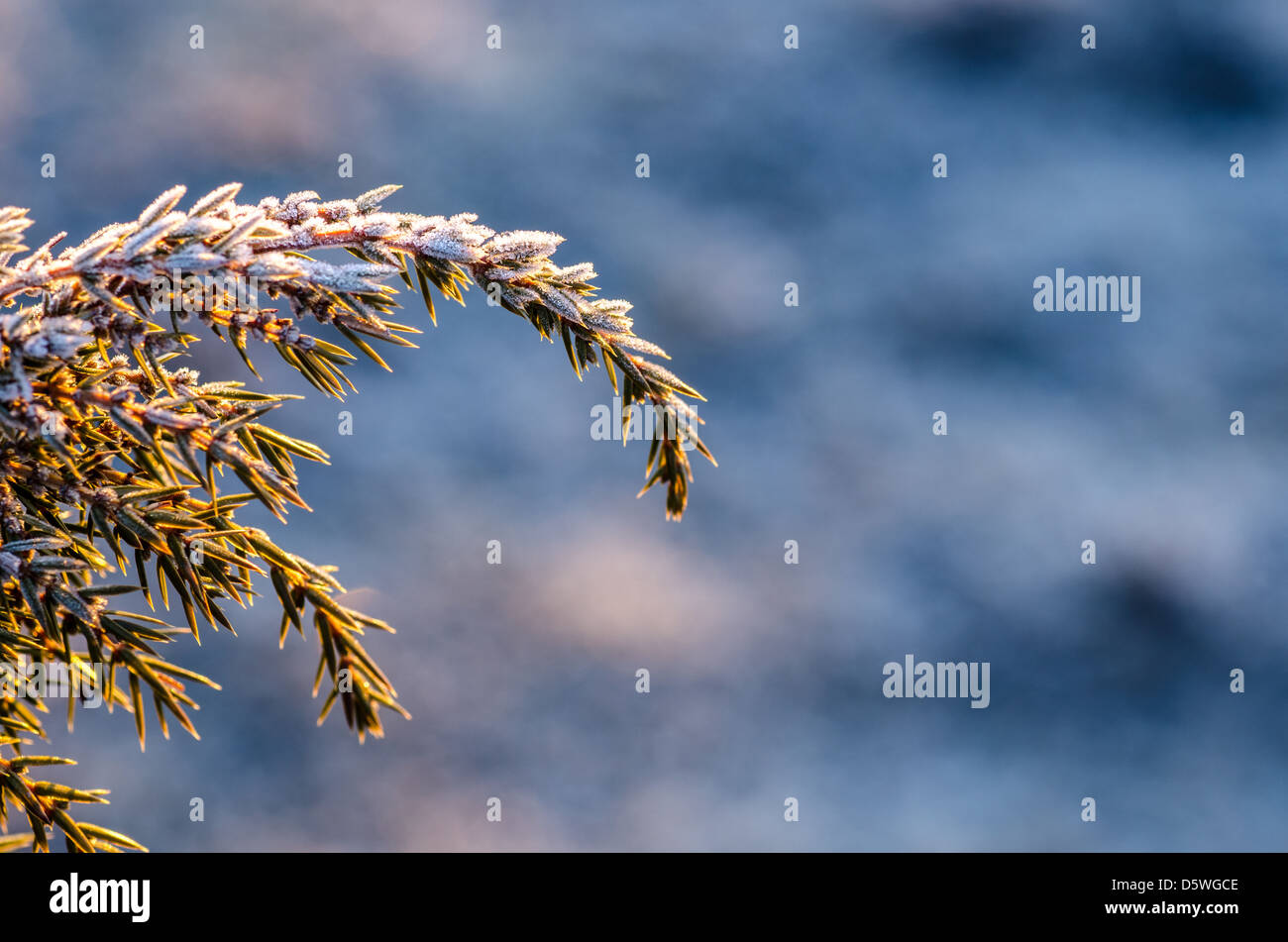 Les rameaux de genévrier Frosty au début de printemps Banque D'Images
