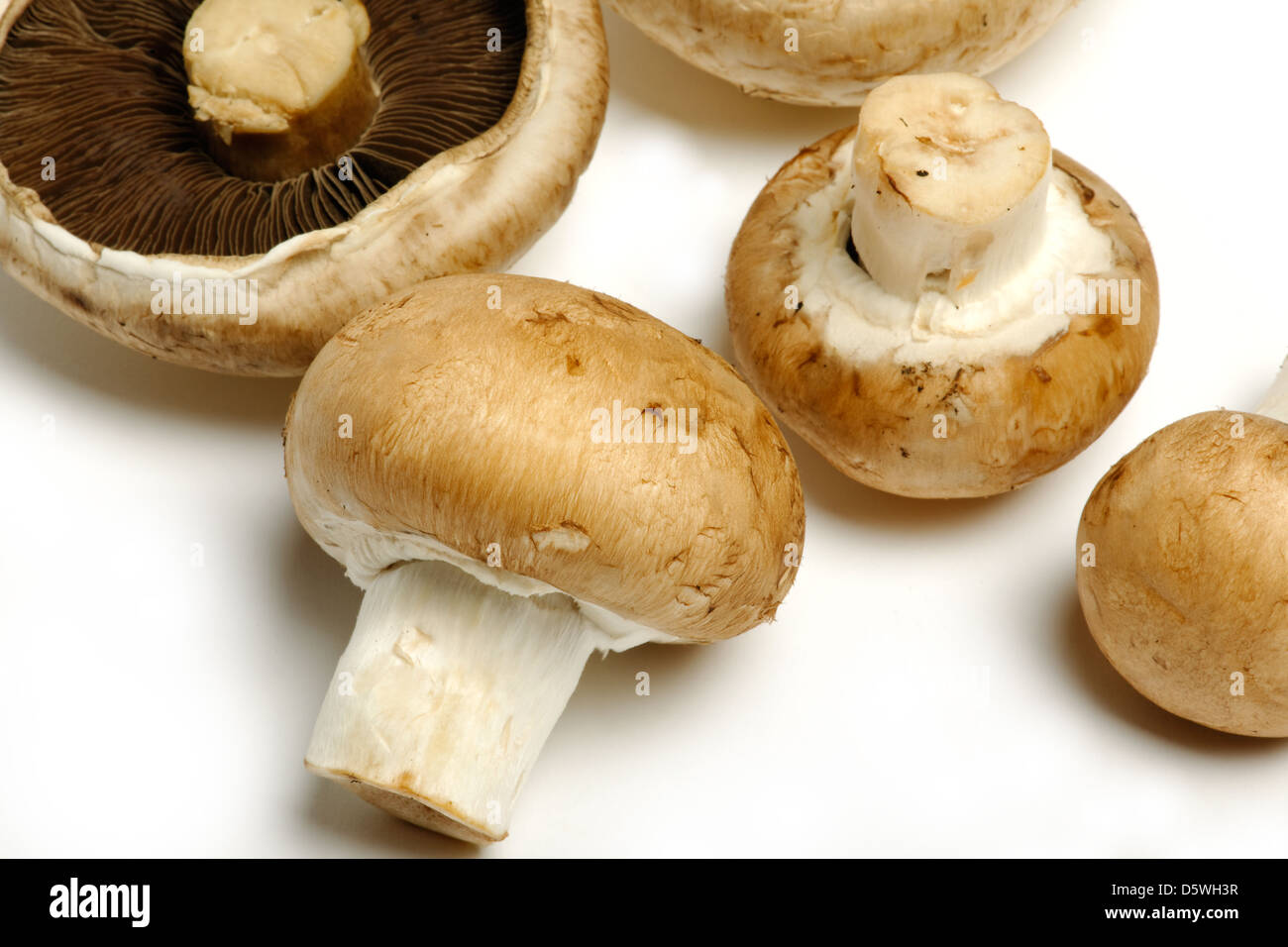 Groupe de champignons blanc et marron Banque D'Images