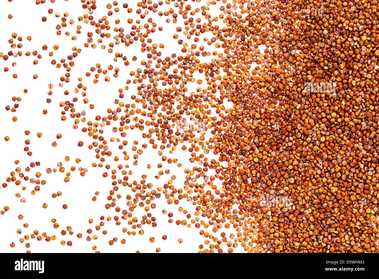 Le grain de quinoa rouge propagation sur fond blanc avec rétro-éclairage - Vue de dessus Banque D'Images