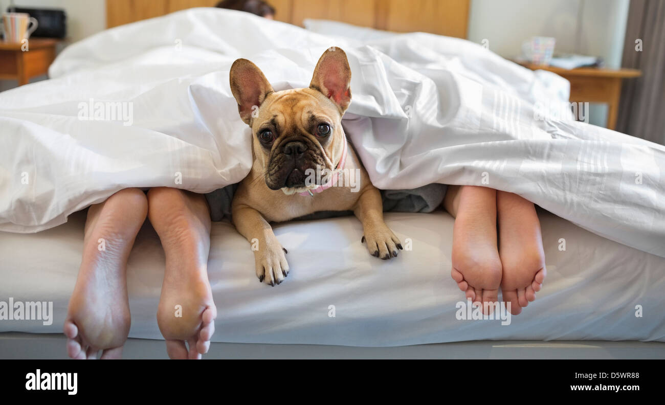 Pose de chien sous les couvertures avec couple Banque D'Images