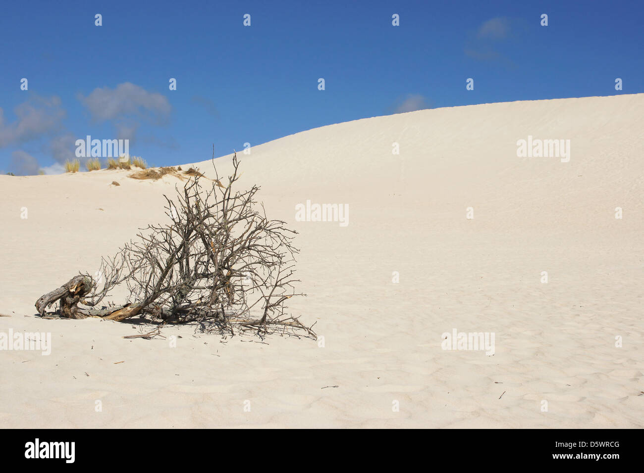 Dunes de Little Sahara, Kangaroo Island, Australie du Sud Banque D'Images