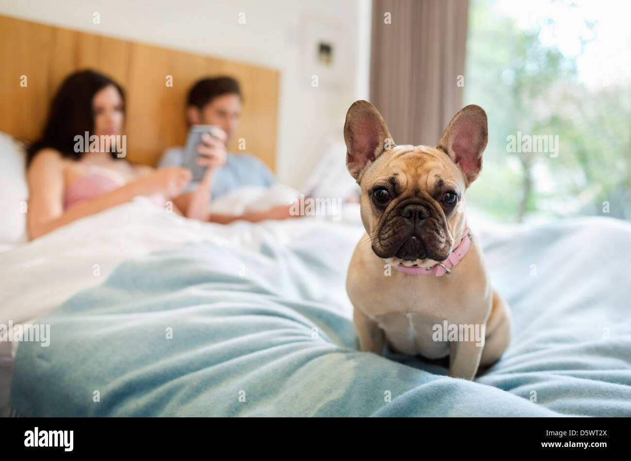 Chien assis avec couple in bed Banque D'Images