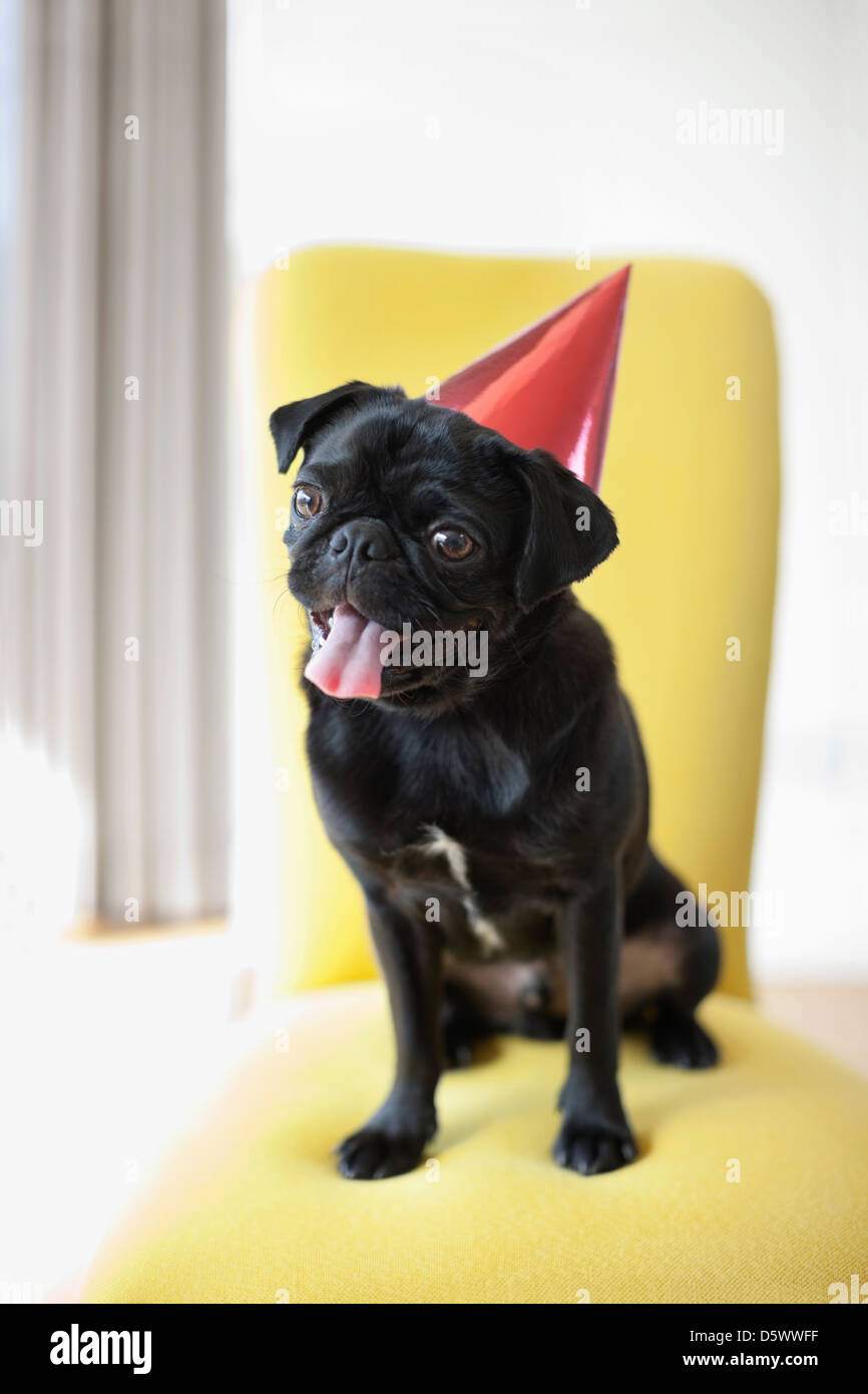 Haletant dog wearing party hat on chair Banque D'Images