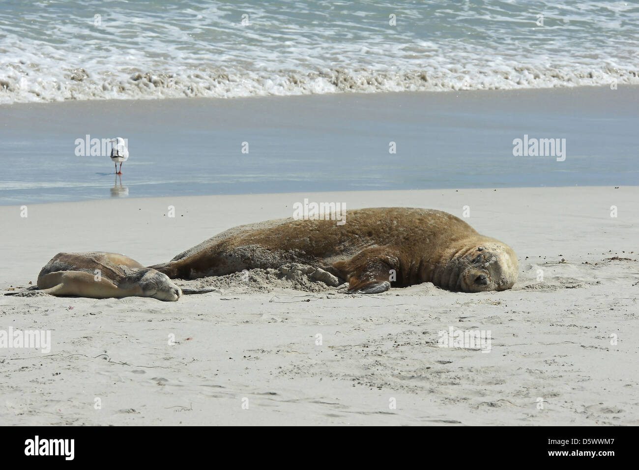 Lion de mer australien (Neophoca cinerea), la photo a été prise sur Seal Bay, Kangaroo Island, Australie du Sud Banque D'Images