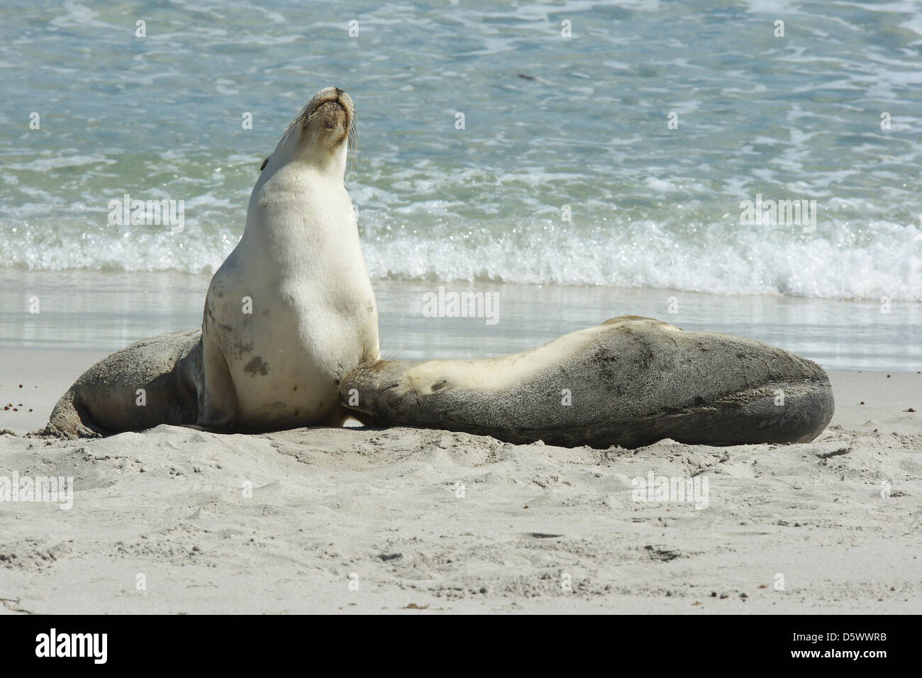 Lion de mer australien (Neophoca cinerea), la photo a été prise sur Seal Bay, Kangaroo Island, Australie du Sud Banque D'Images