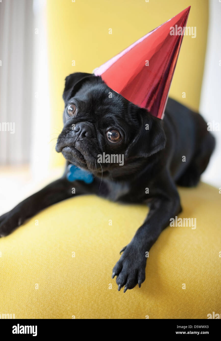 Dog wearing party hat on chair Banque D'Images