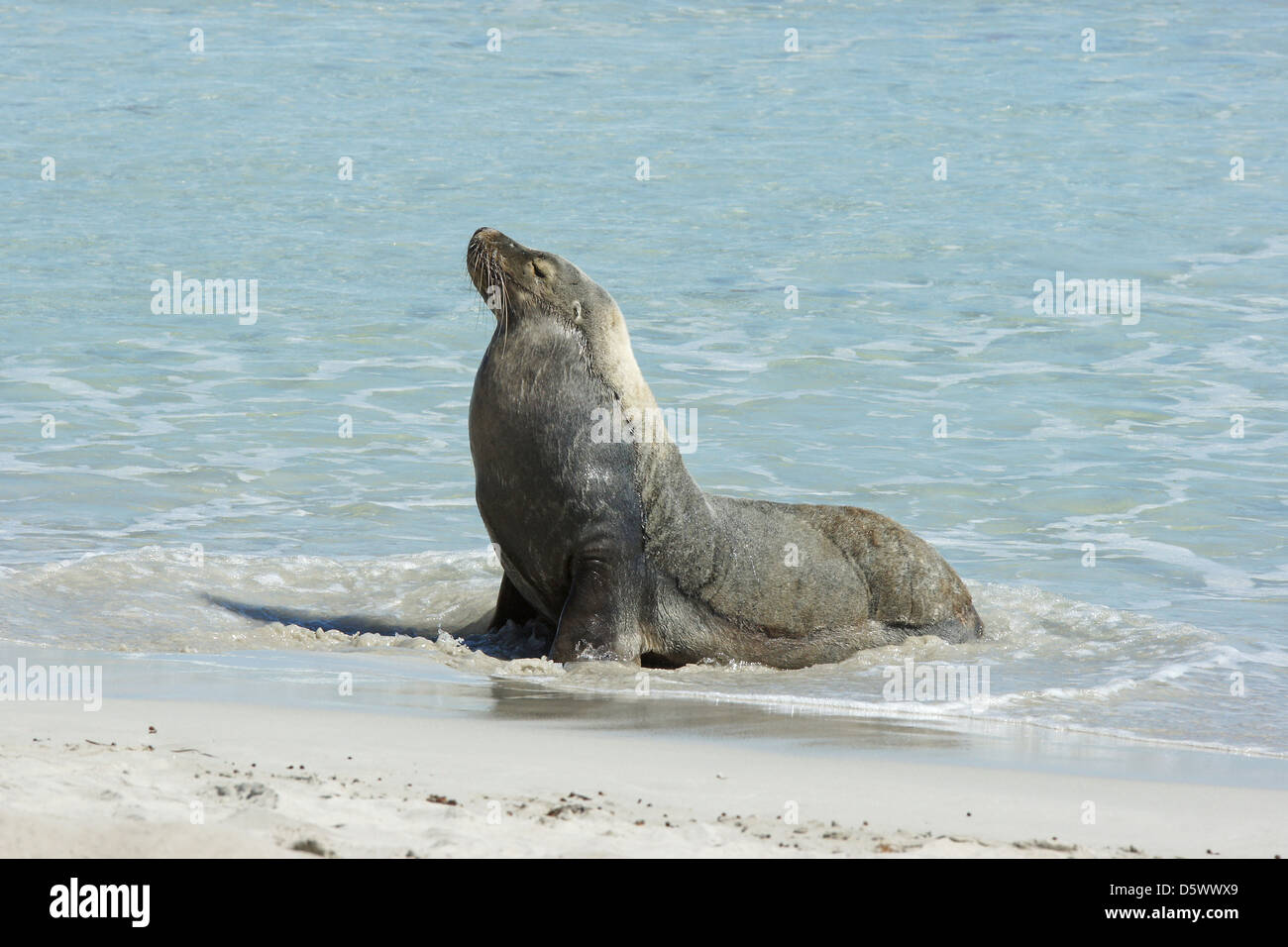 Lion de mer australien (Neophoca cinerea), la photo a été prise sur Seal Bay, Kangaroo Island, Australie du Sud Banque D'Images