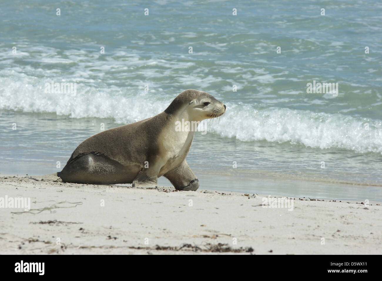 Lion de mer australien (Neophoca cinerea), la photo a été prise sur Seal Bay, Kangaroo Island, Australie du Sud Banque D'Images