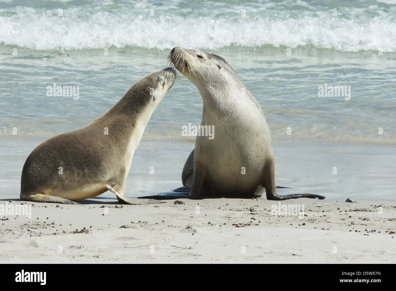 Lion de mer australien (Neophoca cinerea), la photo a été prise sur Seal Bay, Kangaroo Island, Australie du Sud Banque D'Images