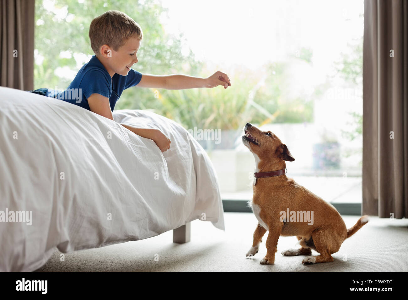 Boy giving dog traiter dans la chambre Banque D'Images