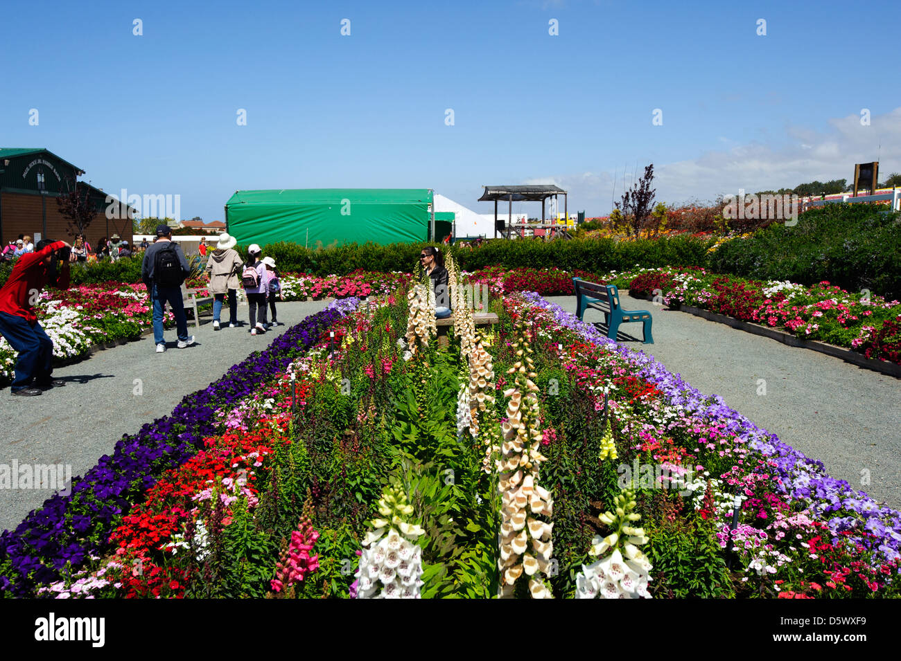 Rangées de plantes dans le champs de fleurs Banque D'Images