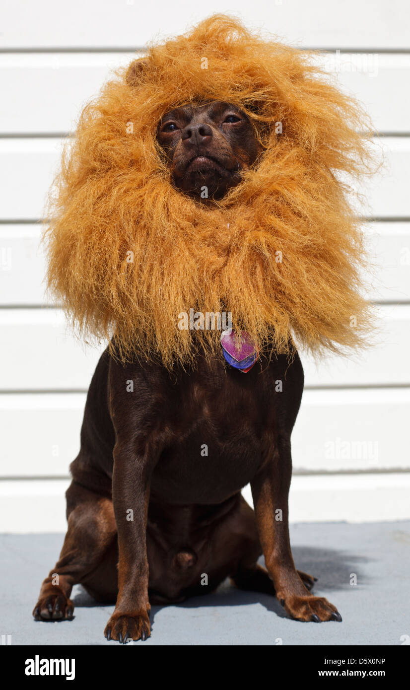 Petit chien porte costume lion mane Banque D'Images